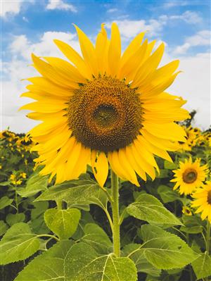 Sunflower in a sunflower field